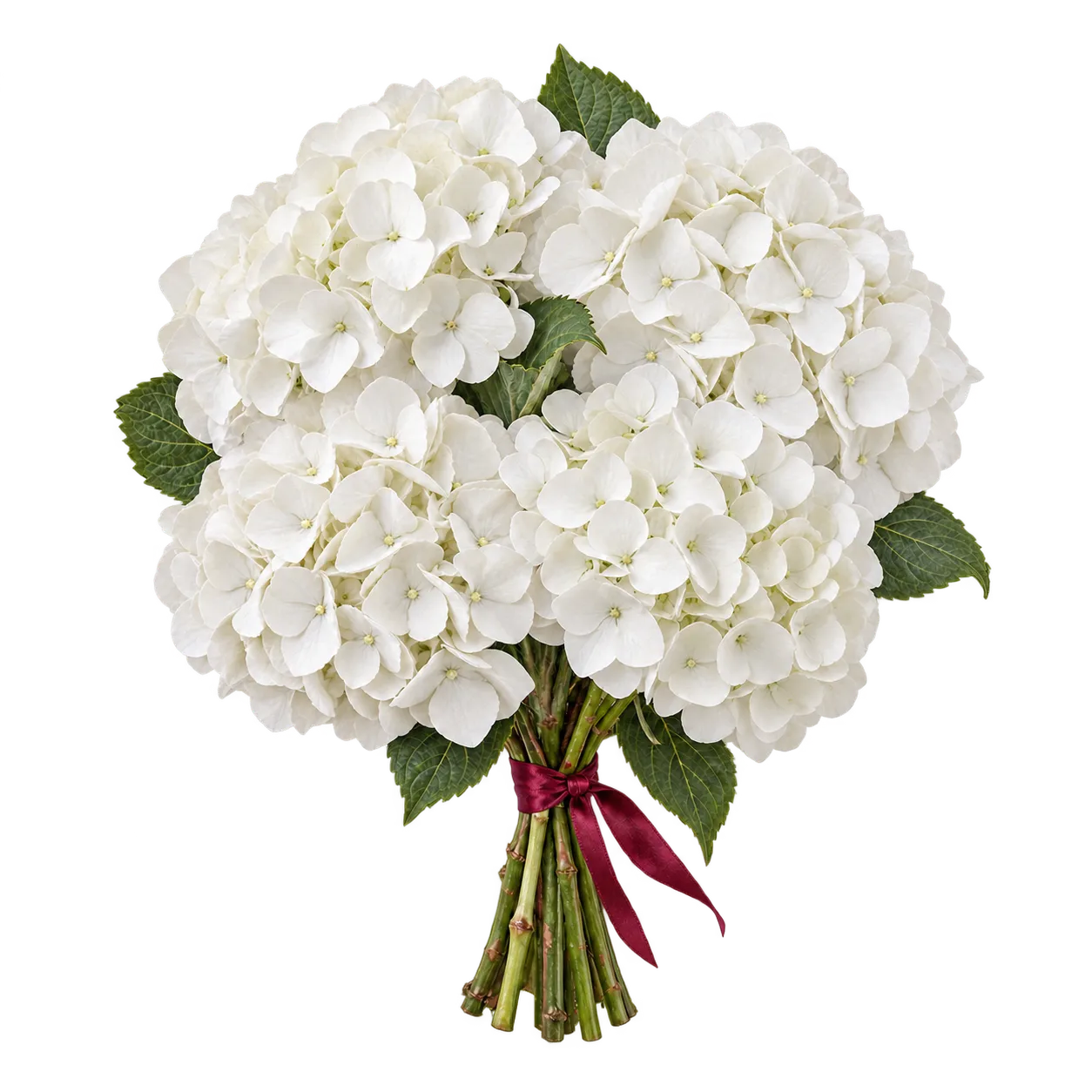 White hydrangea bouquet tied with a burgundy ribbon